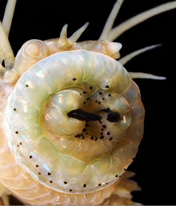 5[-]loài[-]sâu[-]đáng[-]sợ[-]nhất[-]hành[-]tinh[-]4